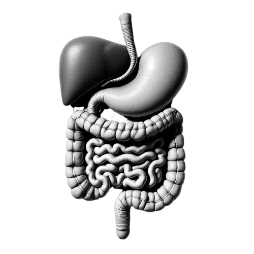 Gastrointestinal System