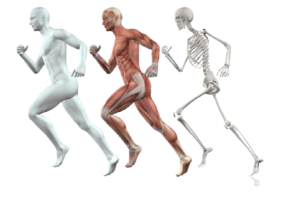 Musculoskeletal System